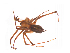  ( - BIOUG14293-C11)  @11 [ ] CreativeCommons - Attribution (2014) G. Blagoev Centre for Biodiversity Genomics