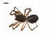  ( - BIOUG14294-B06)  @13 [ ] CreativeCommons - Attribution (2014) G. Blagoev Centre for Biodiversity Genomics