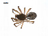  ( - BIOUG14294-B08)  @13 [ ] CreativeCommons - Attribution (2014) G. Blagoev Centre for Biodiversity Genomics