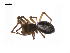  ( - BIOUG14294-B09)  @12 [ ] CreativeCommons - Attribution (2014) G. Blagoev Centre for Biodiversity Genomics