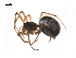  ( - BIOUG14294-C03)  @13 [ ] CreativeCommons - Attribution (2014) G. Blagoev Centre for Biodiversity Genomics