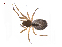  ( - BIOUG14294-C04)  @13 [ ] CreativeCommons - Attribution (2014) G. Blagoev Centre for Biodiversity Genomics