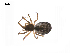  ( - BIOUG14294-C11)  @13 [ ] CreativeCommons - Attribution (2014) G. Blagoev Centre for Biodiversity Genomics