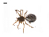  ( - BIOUG14294-C12)  @12 [ ] CreativeCommons - Attribution (2014) G. Blagoev Centre for Biodiversity Genomics
