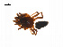  ( - BIOUG14295-E02)  @12 [ ] CreativeCommons - Attribution (2014) G. Blagoev Centre for Biodiversity Genomics