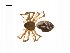  ( - BIOUG14295-G10)  @13 [ ] CreativeCommons - Attribution (2014) G. Blagoev Centre for Biodiversity Genomics