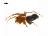  ( - BIOUG14295-H03)  @12 [ ] CreativeCommons - Attribution (2014) G. Blagoev Centre for Biodiversity Genomics