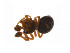  ( - BIOUG14297-C07)  @12 [ ] CreativeCommons - Attribution (2014) G. Blagoev Centre for Biodiversity Genomics