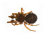  ( - BIOUG14297-C08)  @12 [ ] CreativeCommons - Attribution (2014) G. Blagoev Centre for Biodiversity Genomics
