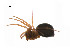  ( - BIOUG14297-F12)  @11 [ ] CreativeCommons - Attribution (2014) G. Blagoev Centre for Biodiversity Genomics