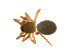  ( - BIOUG14298-D05)  @11 [ ] CreativeCommons - Attribution (2014) G. Blagoev Centre for Biodiversity Genomics