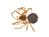  ( - BIOUG14299-C12)  @13 [ ] CreativeCommons - Attribution (2014) G. Blagoev Centre for Biodiversity Genomics