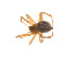  ( - BIOUG14299-D01)  @12 [ ] CreativeCommons - Attribution (2014) G. Blagoev Centre for Biodiversity Genomics