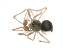  ( - BIOUG14299-D03)  @12 [ ] CreativeCommons - Attribution (2014) G. Blagoev Centre for Biodiversity Genomics