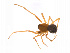  ( - BIOUG14299-D04)  @13 [ ] CreativeCommons - Attribution (2014) G. Blagoev Centre for Biodiversity Genomics