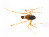  ( - BIOUG14299-D05)  @12 [ ] CreativeCommons - Attribution (2014) G. Blagoev Centre for Biodiversity Genomics