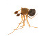  ( - BIOUG14299-D06)  @12 [ ] CreativeCommons - Attribution (2014) G. Blagoev Centre for Biodiversity Genomics
