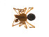  ( - BIOUG14299-D07)  @13 [ ] CreativeCommons - Attribution (2014) G. Blagoev Centre for Biodiversity Genomics