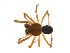  ( - BIOUG14299-D08)  @13 [ ] CreativeCommons - Attribution (2014) G. Blagoev Centre for Biodiversity Genomics