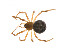  ( - BIOUG14299-D12)  @13 [ ] CreativeCommons - Attribution (2014) G. Blagoev Centre for Biodiversity Genomics