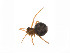  ( - BIOUG14299-E02)  @12 [ ] CreativeCommons - Attribution (2014) G. Blagoev Centre for Biodiversity Genomics