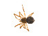  ( - BIOUG14299-E03)  @13 [ ] CreativeCommons - Attribution (2014) G. Blagoev Centre for Biodiversity Genomics