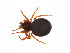  ( - BIOUG14299-F10)  @11 [ ] CreativeCommons - Attribution (2014) G. Blagoev Centre for Biodiversity Genomics
