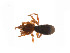  ( - BIOUG14299-G02)  @12 [ ] CreativeCommons - Attribution (2014) G. Blagoev Centre for Biodiversity Genomics