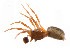  ( - BIOUG14299-G03)  @11 [ ] CreativeCommons - Attribution (2014) G. Blagoev Centre for Biodiversity Genomics