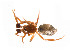 ( - BIOUG14299-G04)  @11 [ ] CreativeCommons - Attribution (2014) G. Blagoev Centre for Biodiversity Genomics