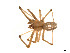  ( - BIOUG14300-B02)  @13 [ ] CreativeCommons - Attribution (2014) G. Blagoev Centre for Biodiversity Genomics