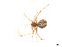  ( - BIOUG14300-B05)  @12 [ ] CreativeCommons - Attribution (2014) G. Blagoev Centre for Biodiversity Genomics