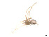  ( - BIOUG14300-B06)  @12 [ ] CreativeCommons - Attribution (2014) G. Blagoev Centre for Biodiversity Genomics