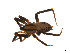  ( - BIOUG14300-C10)  @13 [ ] CreativeCommons - Attribution (2014) G. Blagoev Centre for Biodiversity Genomics