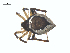  ( - BIOUG25736-B12)  @11 [ ] CreativeCommons - Attribution (2015) G. Blagoev Centre for Biodiversity Genomics