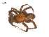  (Antrodiaetus - BIOUG25736-C03)  @15 [ ] CreativeCommons - Attribution (2015) G. Blagoev Centre for Biodiversity Genomics