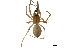 ( - BIOUG27608-A11)  @11 [ ] CreativeCommons - Attribution (2017) CBG Photography Group Centre for Biodiversity Genomics
