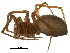  ( - BIOUG27608-A12)  @11 [ ] CreativeCommons - Attribution (2017) CBG Photography Group Centre for Biodiversity Genomics