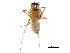 ( - BIOUG27608-C01)  @11 [ ] CreativeCommons - Attribution (2017) CBG Photography Group Centre for Biodiversity Genomics