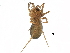  ( - BIOUG27608-C03)  @11 [ ] CreativeCommons - Attribution (2017) CBG Photography Group Centre for Biodiversity Genomics