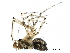  ( - BIOUG27608-C04)  @11 [ ] CreativeCommons - Attribution (2017) CBG Photography Group Centre for Biodiversity Genomics
