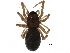  ( - BIOUG27608-F01)  @11 [ ] CreativeCommons - Attribution (2017) CBG Photography Group Centre for Biodiversity Genomics