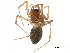  ( - BIOUG27608-G07)  @11 [ ] CreativeCommons - Attribution (2017) CBG Photography Group Centre for Biodiversity Genomics