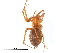  ( - BIOUG32666-C11)  @11 [ ] CreativeCommons - Attribution (2017) CBG Photography Group Centre for Biodiversity Genomics