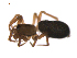  ( - BIOUG47279-D07)  @11 [ ] CreativeCommons - Attribution (2019) G. Blagoev Centre for Biodiversity Genomics