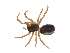  ( - BIOUG47279-F08)  @11 [ ] CreativeCommons - Attribution (2019) G. Blagoev Centre for Biodiversity Genomics
