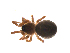  ( - BIOUG47279-H08)  @11 [ ] CreativeCommons - Attribution (2019) G. Blagoev Centre for Biodiversity Genomics