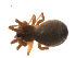  ( - BIOUG47279-H10)  @11 [ ] CreativeCommons - Attribution (2019) G. Blagoev Centre for Biodiversity Genomics