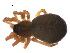  ( - BIOUG47279-H11)  @11 [ ] CreativeCommons - Attribution (2019) G. Blagoev Centre for Biodiversity Genomics