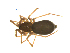  ( - BIOUG51612-A12)  @11 [ ] CreativeCommons - Attribution (2021) Unspecified Centre for Biodiversity Genomics